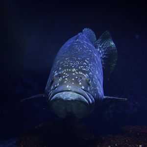 Giant grouper (Epinephelus lanceolatus)