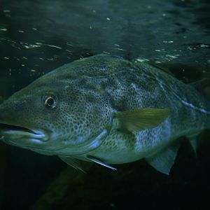 Atlantic cod (Gadus morhua)
