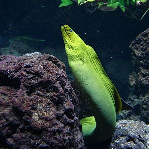 Green moray (Gymnothorax funebris)