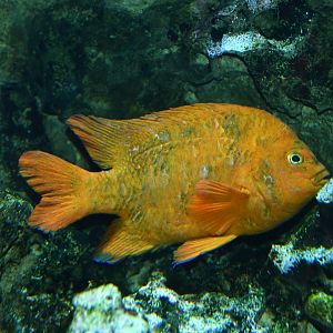 Garibaldi damselfish (Hypsypops rubicundus)