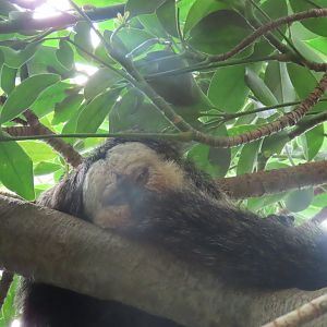 white faced saki