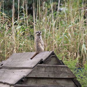 Meerkat on the look-out