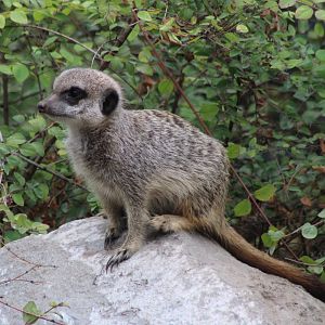 Young Meerkat