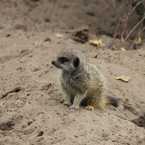 Juvenile Meerkat
