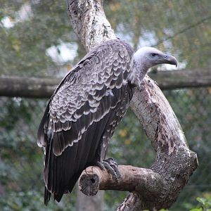 Rüppel's vulture