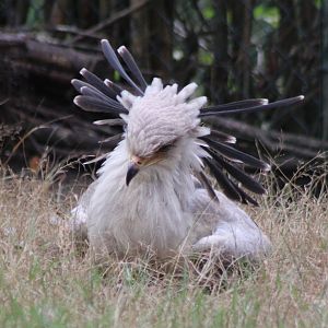 Juvenile Secretary bird -2020