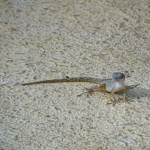 Anole