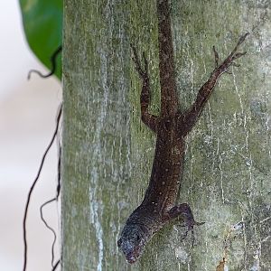 Anole