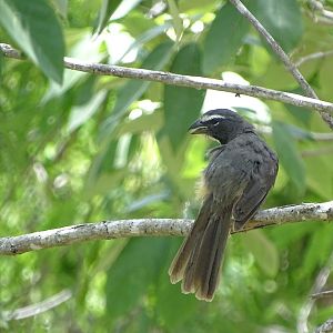 Greyish saltator (Saltator coerulescens)