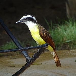 Great kiskadee (Pitangus sulphuratus)