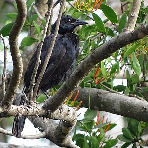 Melodious blackbird (Dives dives)