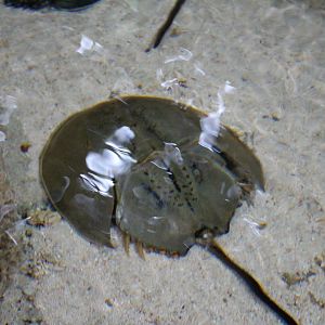 Carcinoscorpius rotundicauda / Mangrove Horseshoe Crab