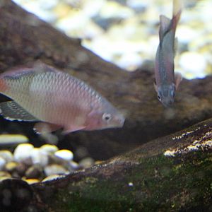 Acheilognathus tonkinensis / Chinese Red-tail Bitterlings