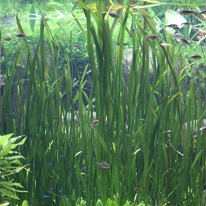 Vallisneria gigantea