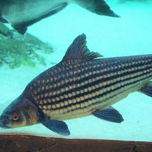 Probarbus labeamajor ?