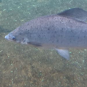 Large Fish in Hippopotamus exhibit at Adventure Aquarium