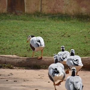 Wild Bar-headed geese