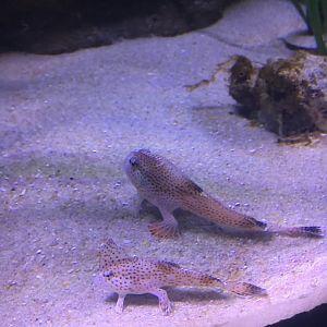 Spotted Handfish