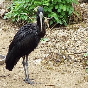 African Openbill Stork, CWP