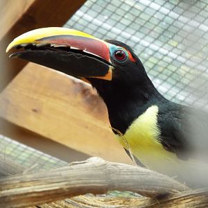 Green Aracari, CWP