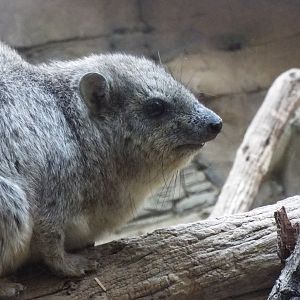 Arabian Rock Hyrax, CWP