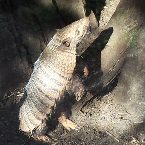 Six Banded Armadillo, CWP