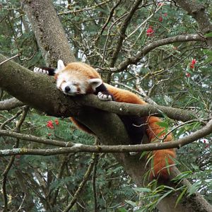Red Panda, CWP