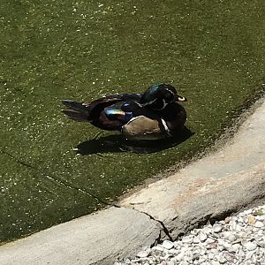 Wood duck