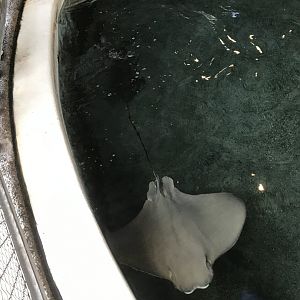Cownose ray