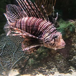 Red lionfish