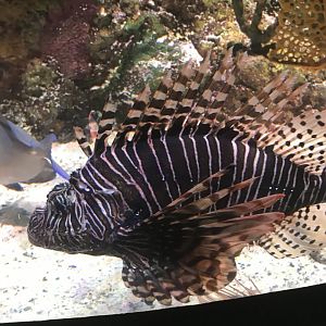 Red lionfish