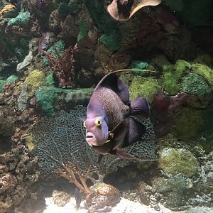 French angelfish