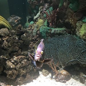 French angelfish