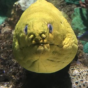 Green moray eel