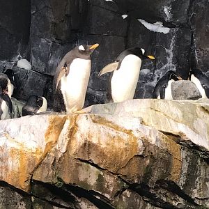 Gentoo penguins