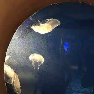 Moon jellies