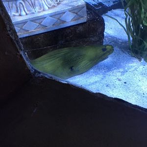 Green moray eel