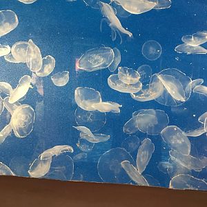 Moon jellies