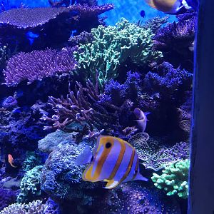 Copperband butterflyfish