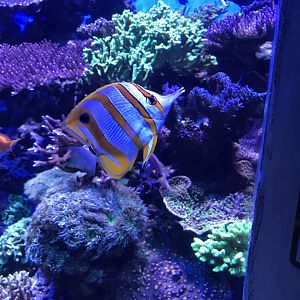Copperband butterflyfish