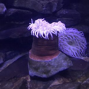 Sea anemone