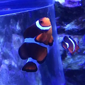 Clown anemonefish
