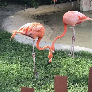 Caribbean flamingos