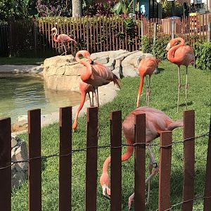 Caribbean flamingos