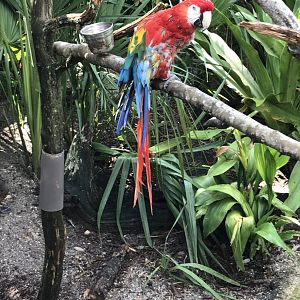 Scarlet macaw