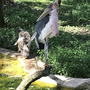 Marabou stork