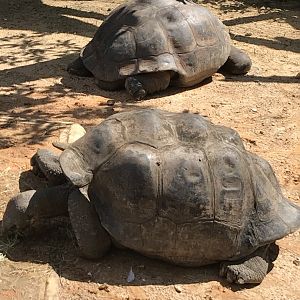 Galapagos tortoises