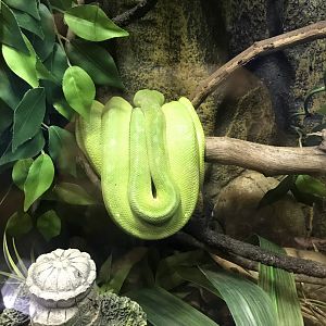 Green tree python