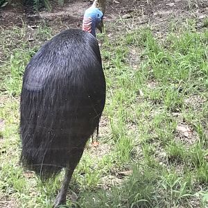 Southern cassowary