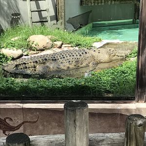 Saltwater crocodile